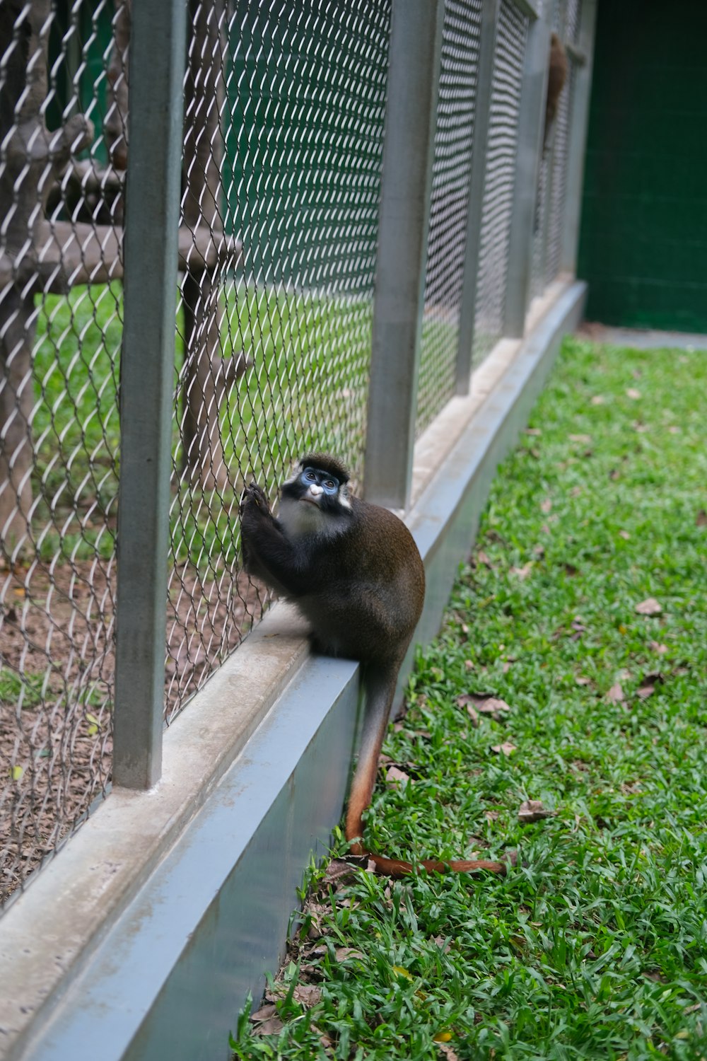 a raccoon standing on grass by a fence