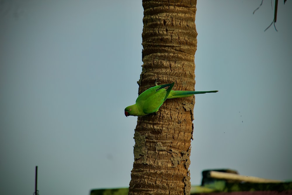 a green bird on a tree