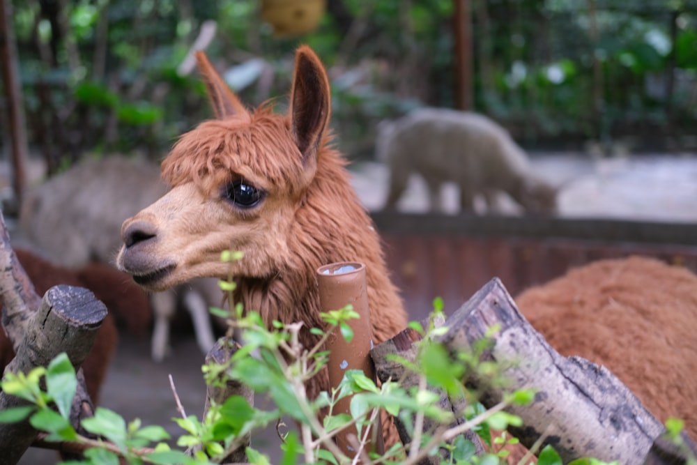 a brown animal in a cage