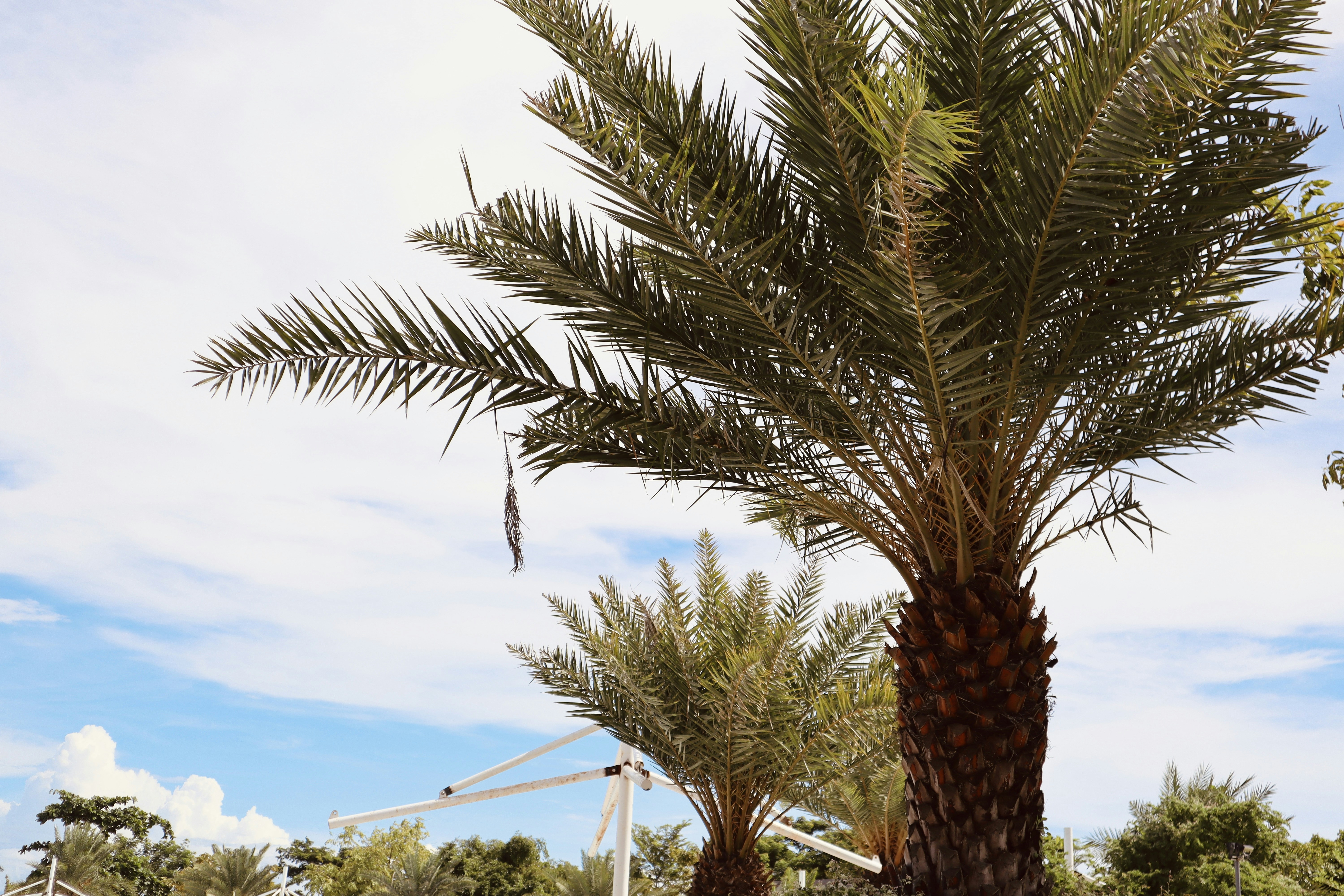 a palm tree with a blue sky