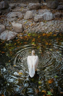 a white bird in a pond