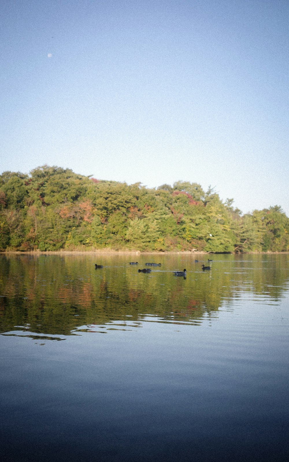 a body of water with trees around it