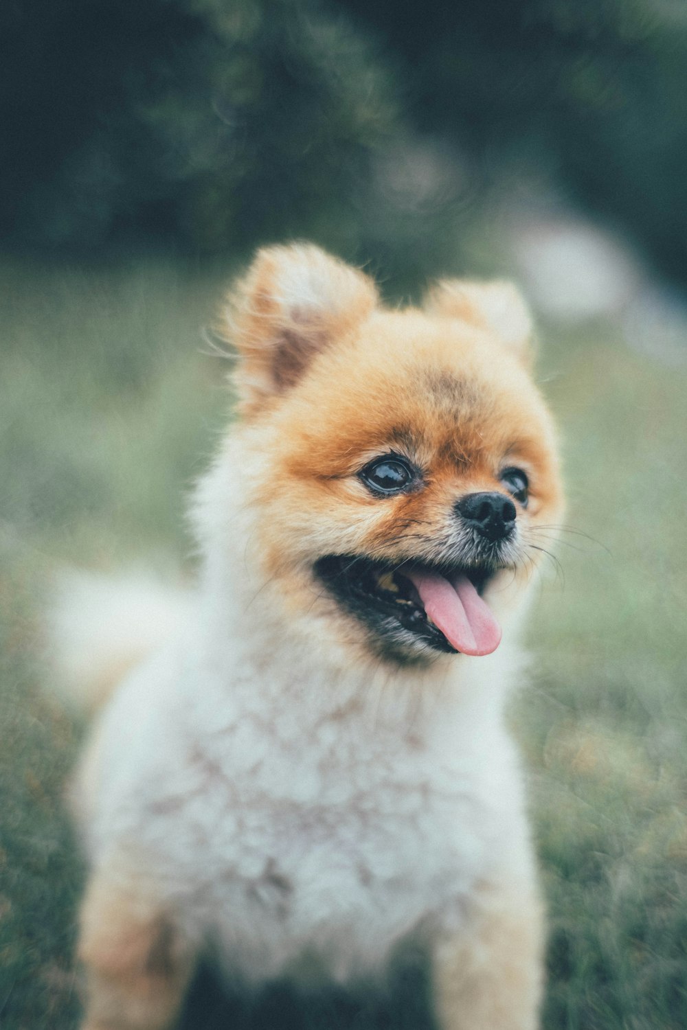 un piccolo cane con la lingua fuori