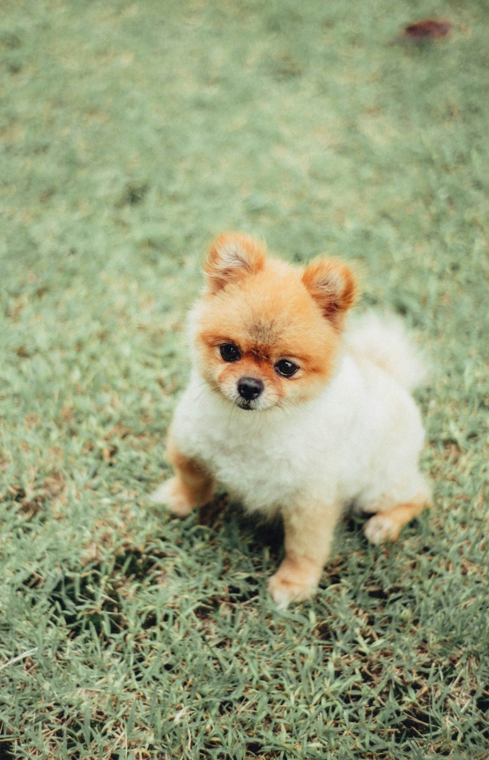 a small dog standing on grass