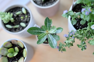 Several potted plants are arranged on a light wooden surface. The plants vary in type and size, including leafy greens and small succulents. One pot contains a plant with broad, green leaves, while another features a flowering plant with small purple blooms. The pots are filled with dark soil, and the scene suggests an indoor gardening setup.
