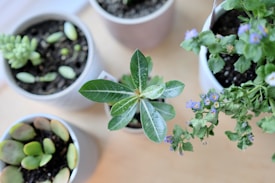 Several potted plants are arranged on a light wooden surface. The plants vary in type and size, including leafy greens and small succulents. One pot contains a plant with broad, green leaves, while another features a flowering plant with small purple blooms. The pots are filled with dark soil, and the scene suggests an indoor gardening setup.
