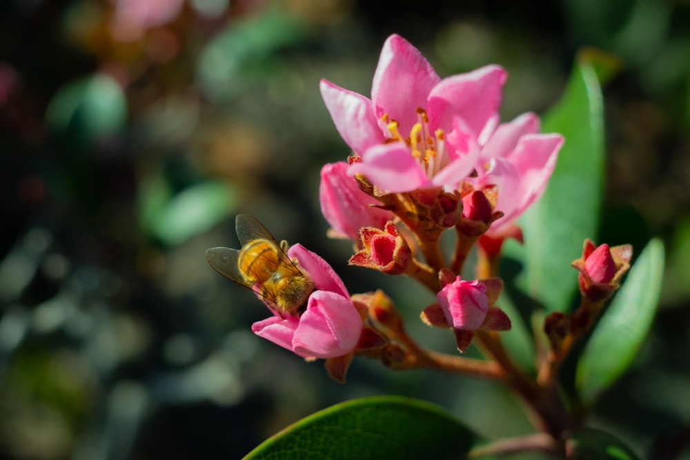 a bee on a flower