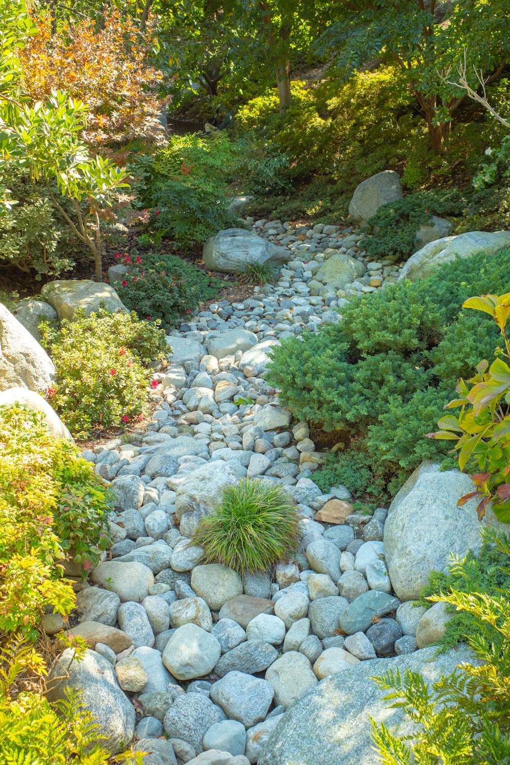 a rocky path with plants and trees