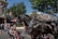 A large black horse is harnessed, seemingly part of a carriage setup, and stands on a busy street. To the left, several people walk, while a person on a mobility scooter in a pink hat moves nearby. The background includes ornate buildings, likely part of a theme park or historical area, with trees providing shade.