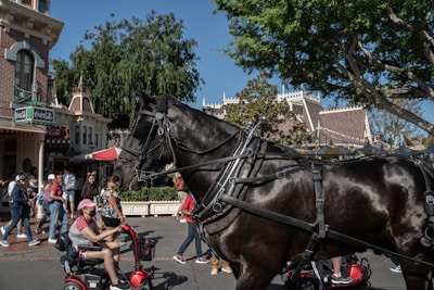 A large black horse is harnessed, seemingly part of a carriage setup, and stands on a busy street. To the left, several people walk, while a person on a mobility scooter in a pink hat moves nearby. The background includes ornate buildings, likely part of a theme park or historical area, with trees providing shade.