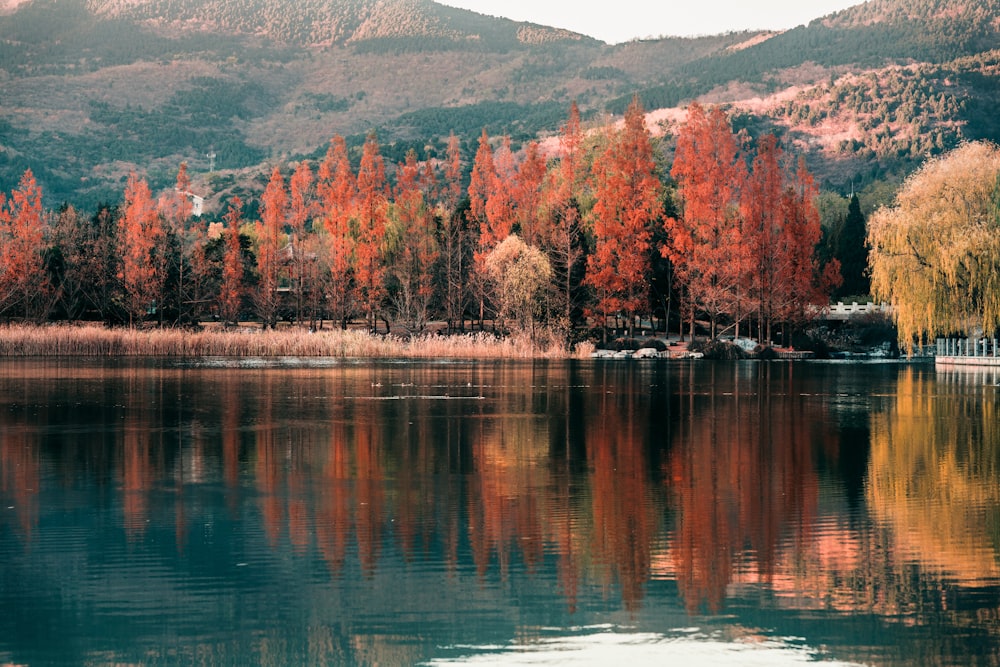 a body of water with trees around it