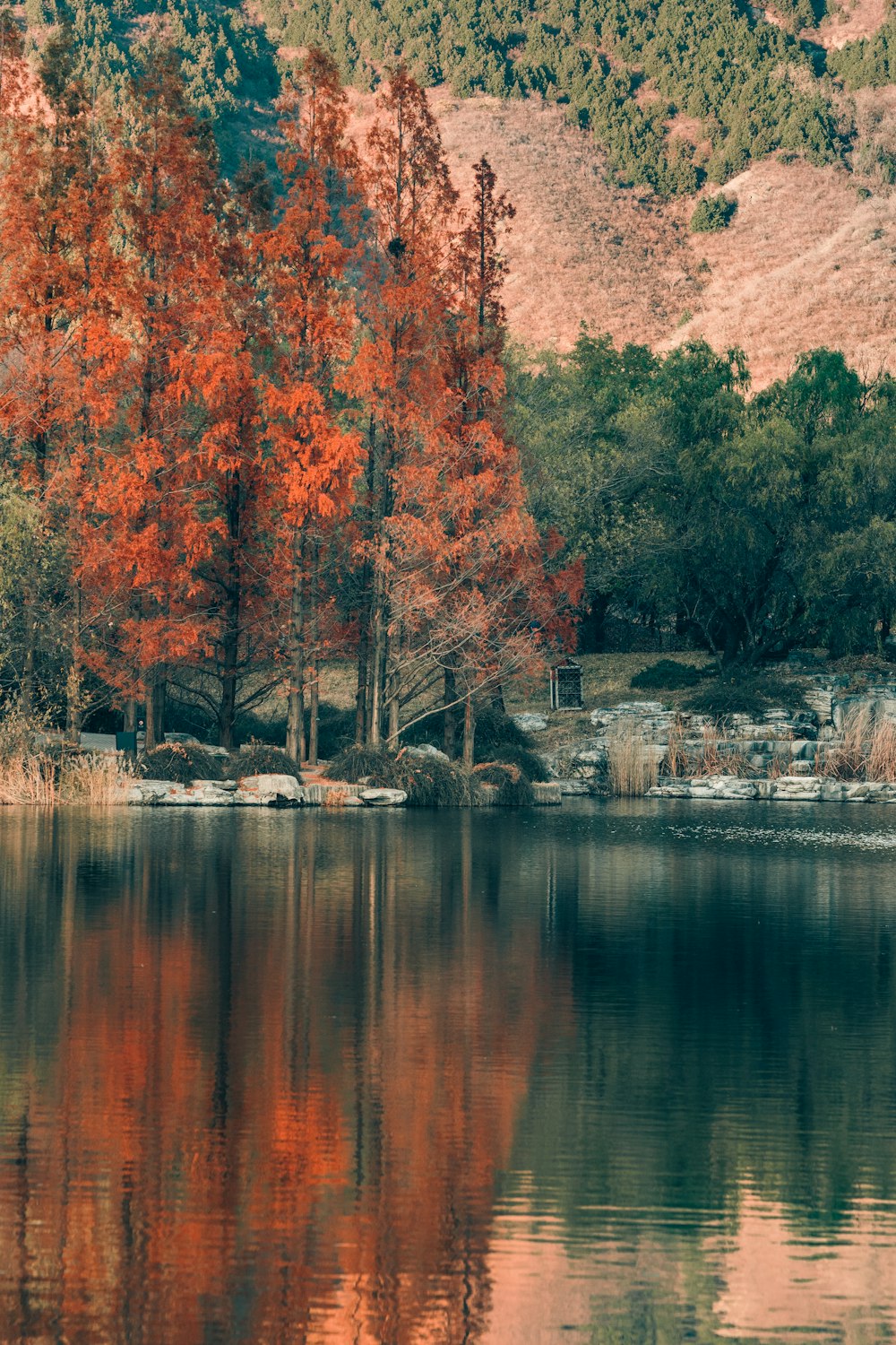 a body of water with trees around it