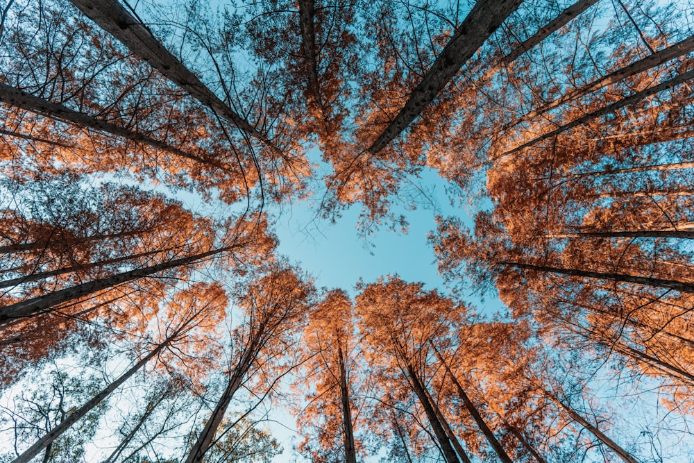 looking up at trees with orange leaves