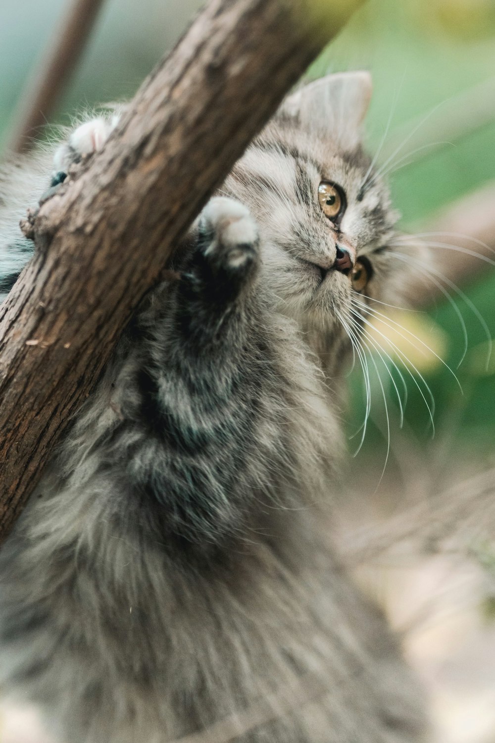 a cat climbing on a tree