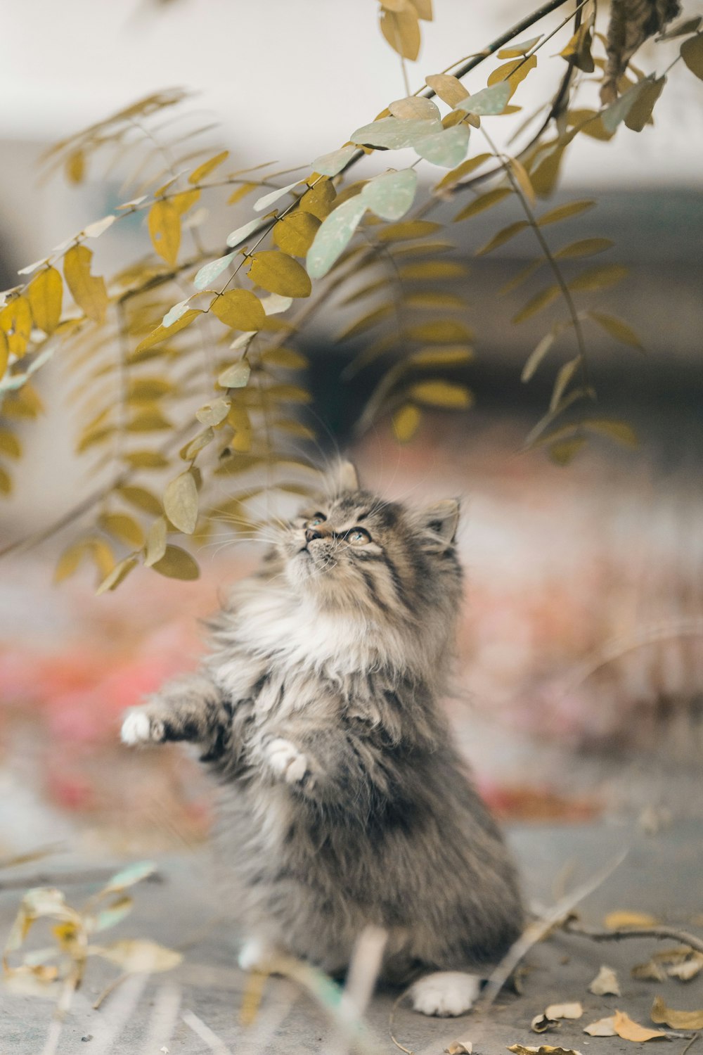 a cat sitting on the ground