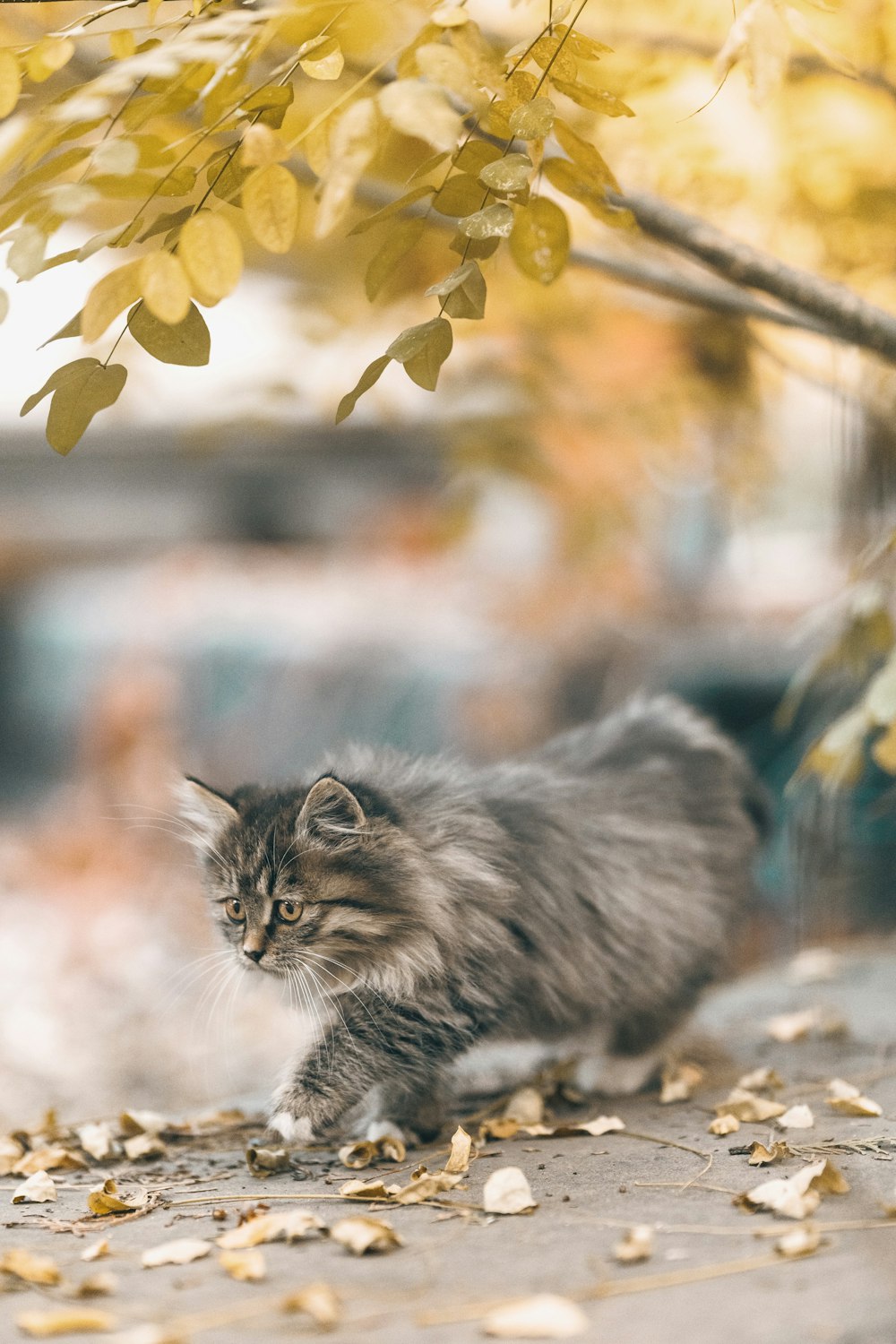 a cat walking on the ground
