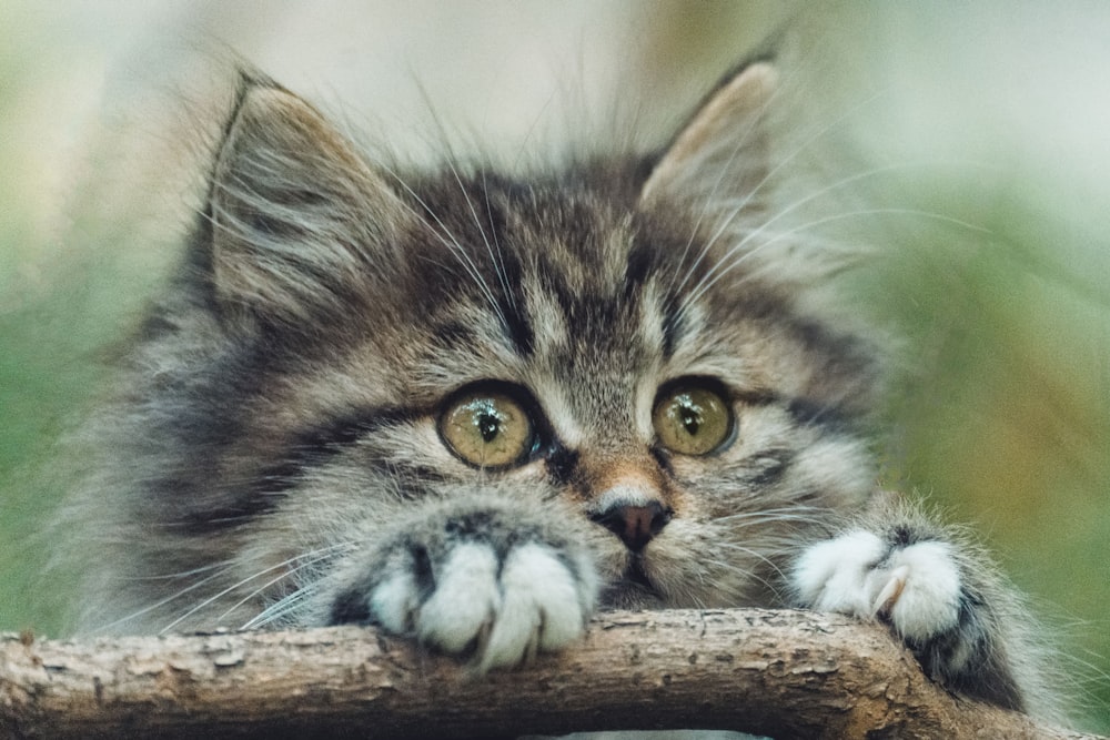 un gatto sdraiato su un ramo d'albero