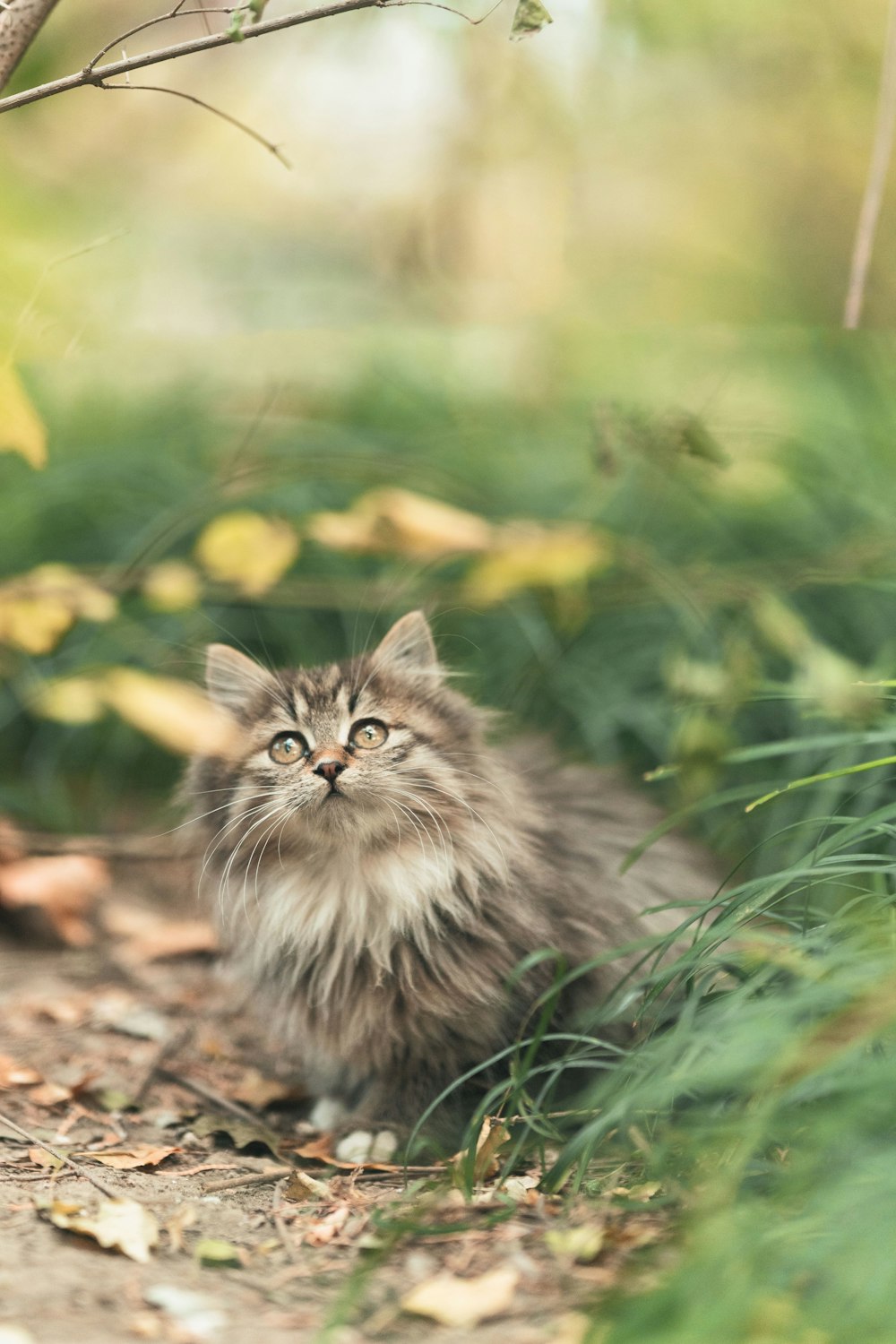 a cat sitting in the grass