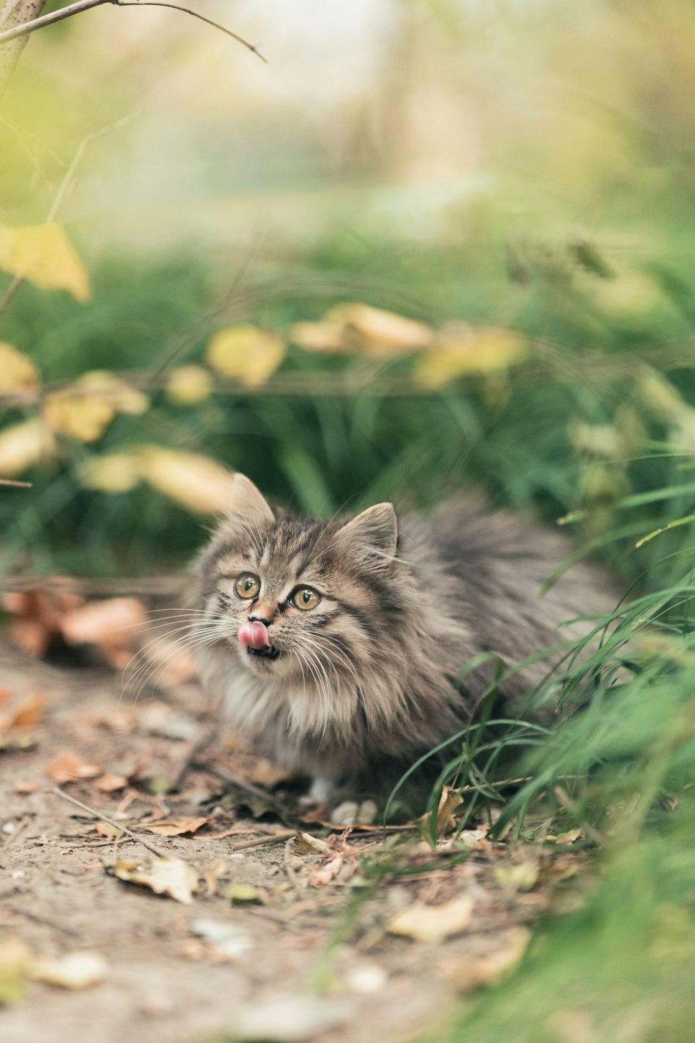 a cat with its tongue out