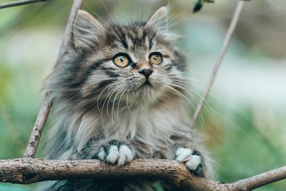 a cat on a branch