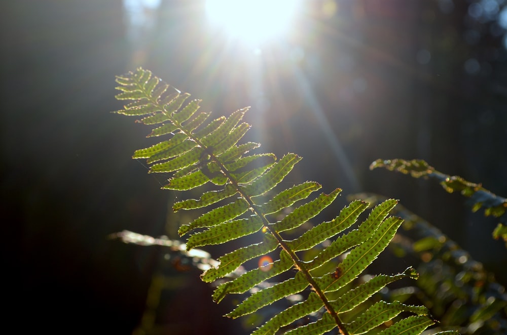 close up of a plant