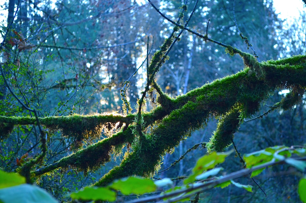 a close-up of a tree