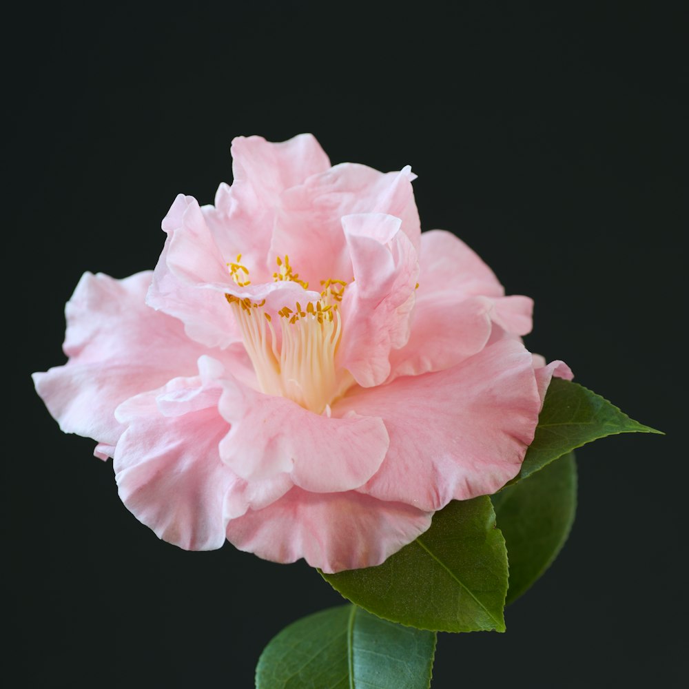 a pink flower with green leaves