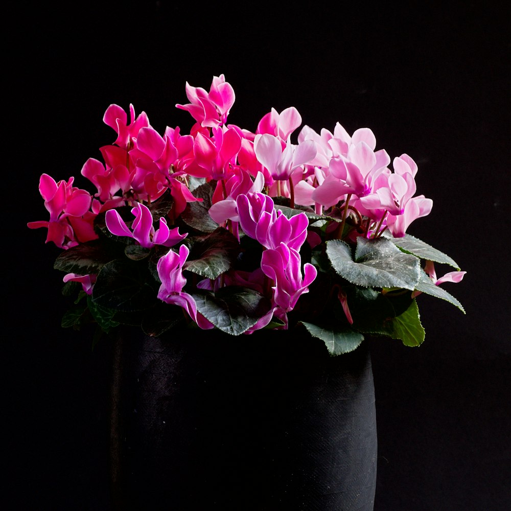 Un jarrón con flores rosadas