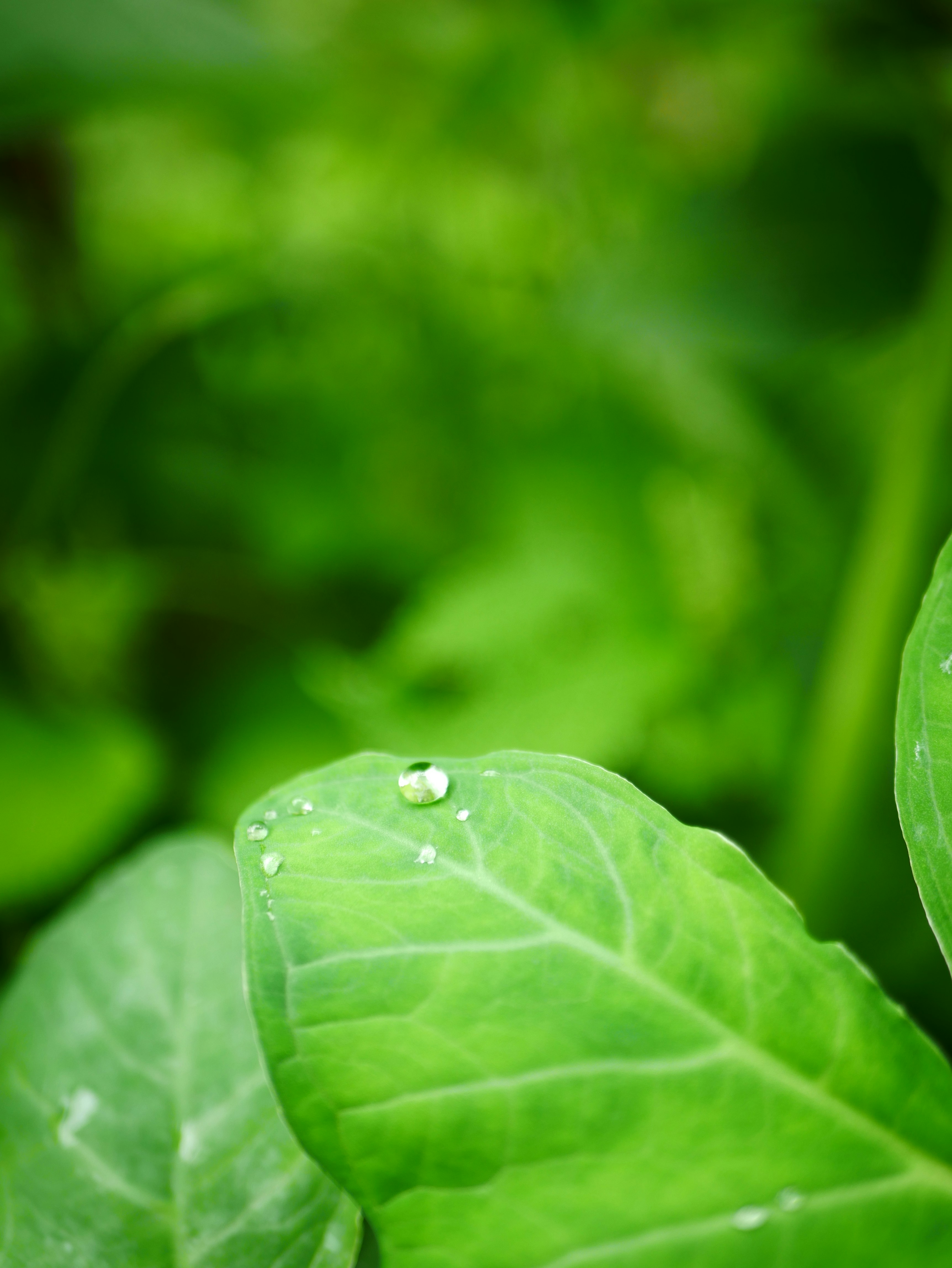 Close-up of a vibrant green leaf with tiny water droplets along its veins, highlighting fine texture and translucence.