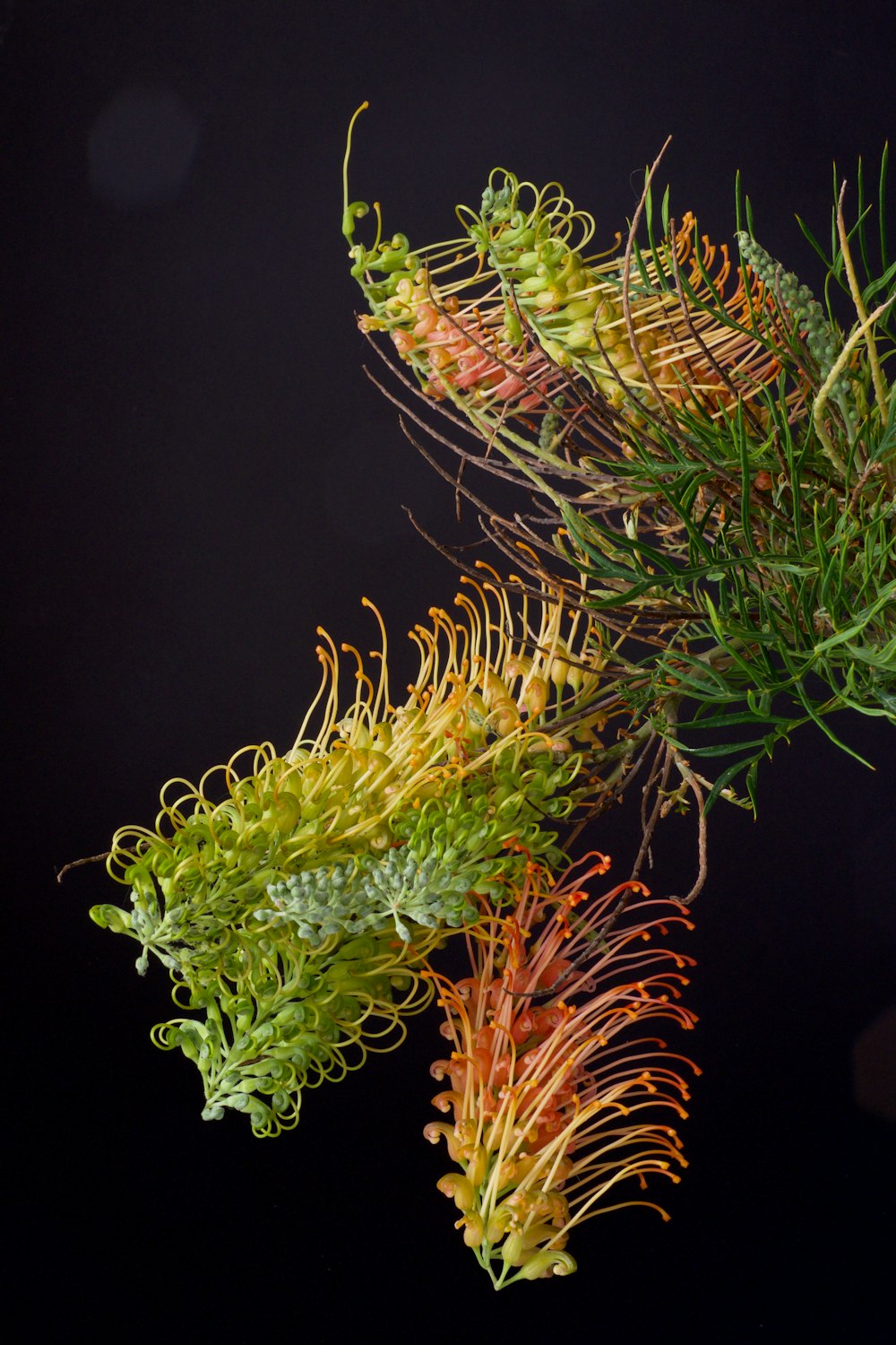 a close up of some pine needles