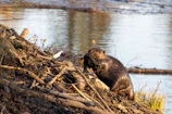 a beaver sitting on a log