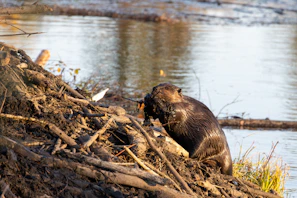 a beaver sitting on a log