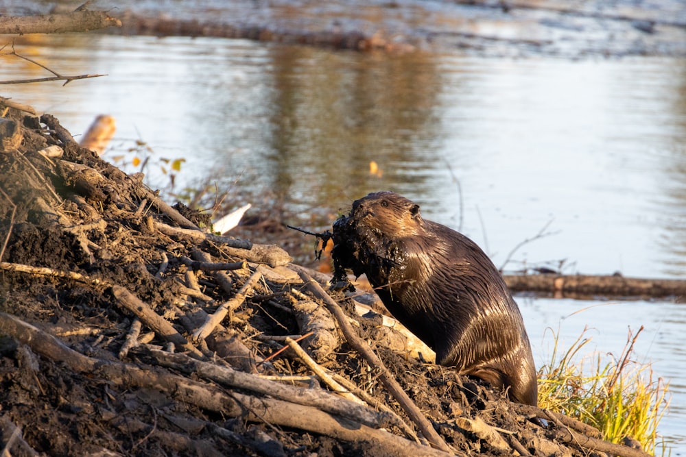 a beaver sitting on a log