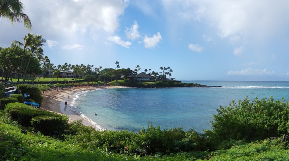 a beach with trees and bushes