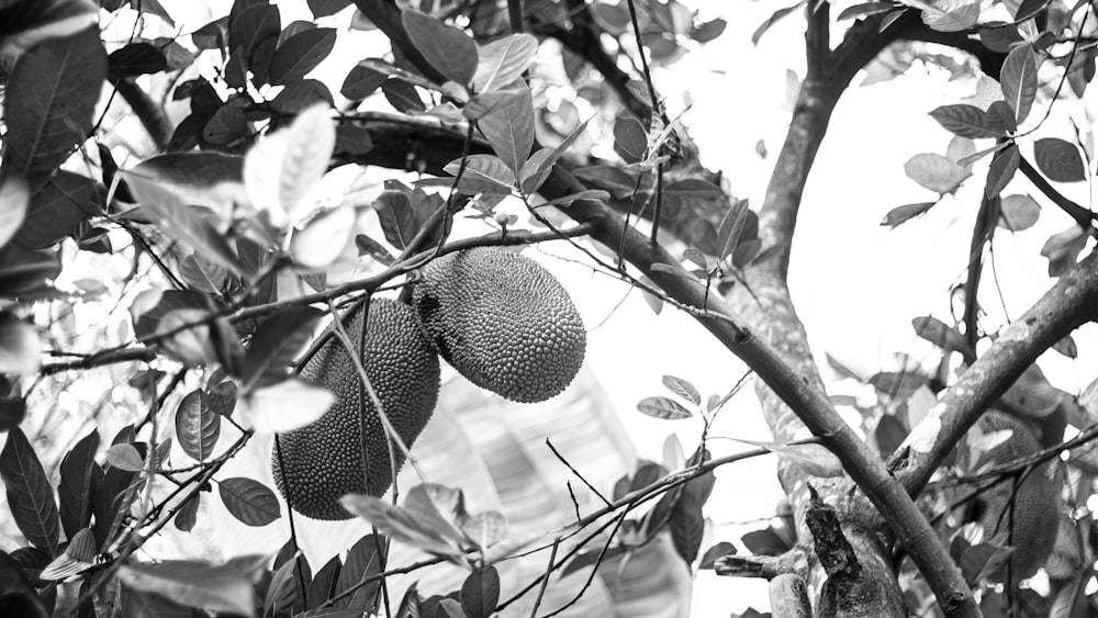a black and white photo of a tree with a fruit from it