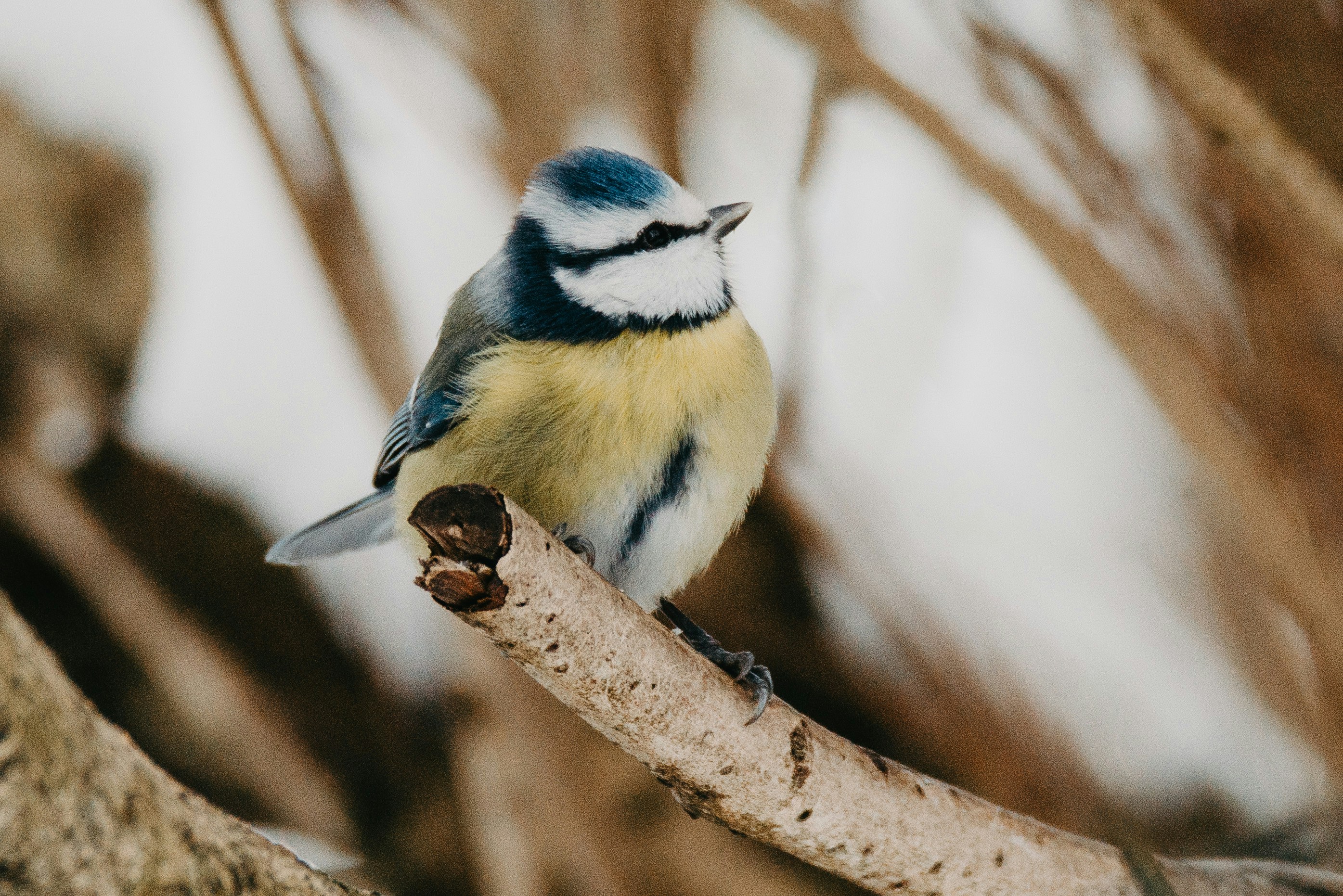 Photo by anitaaustvika