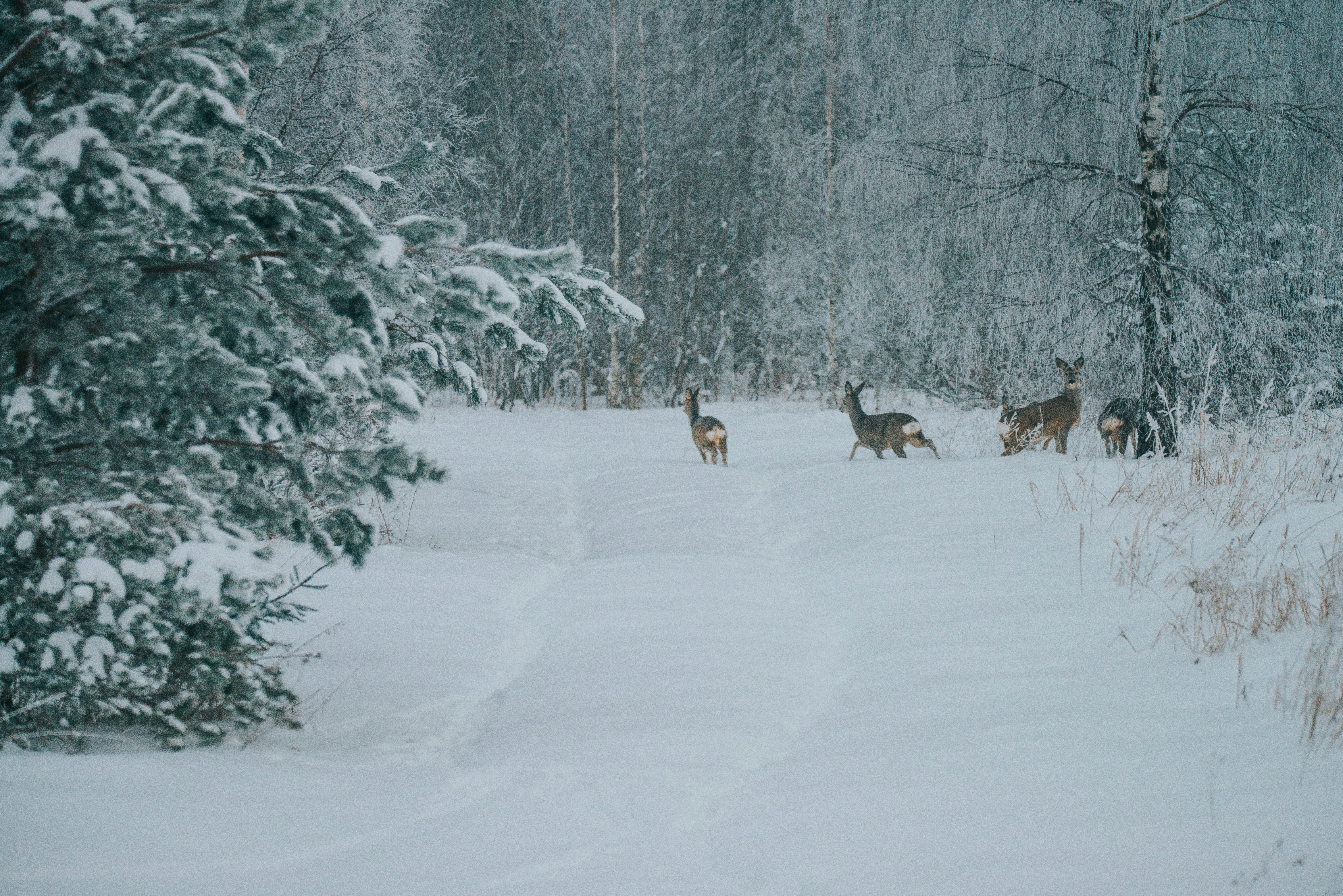 Photo by anitaaustvika