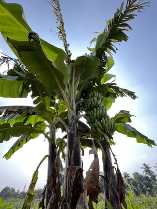 A banana plant stands tall in an outdoor setting. Large green leaves extend from the trunks, and clusters of unripe green bananas hang in bunches. The sky is bright and clear, with a few clouds in the distance. The surroundings include more vegetation and distant trees.