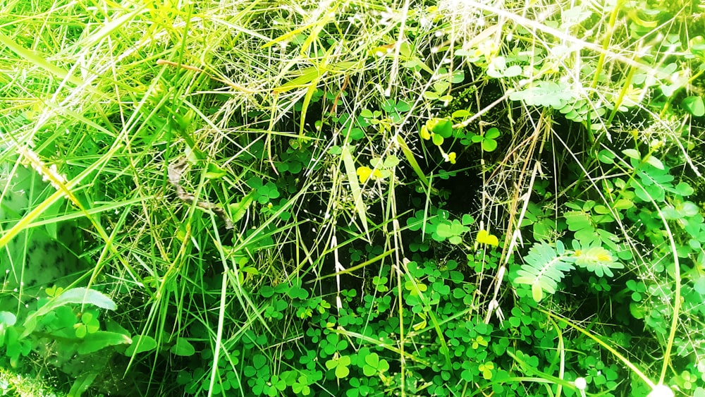 a close-up of some plants