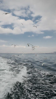 birds flying over the ocean