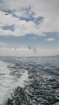 birds flying over the ocean
