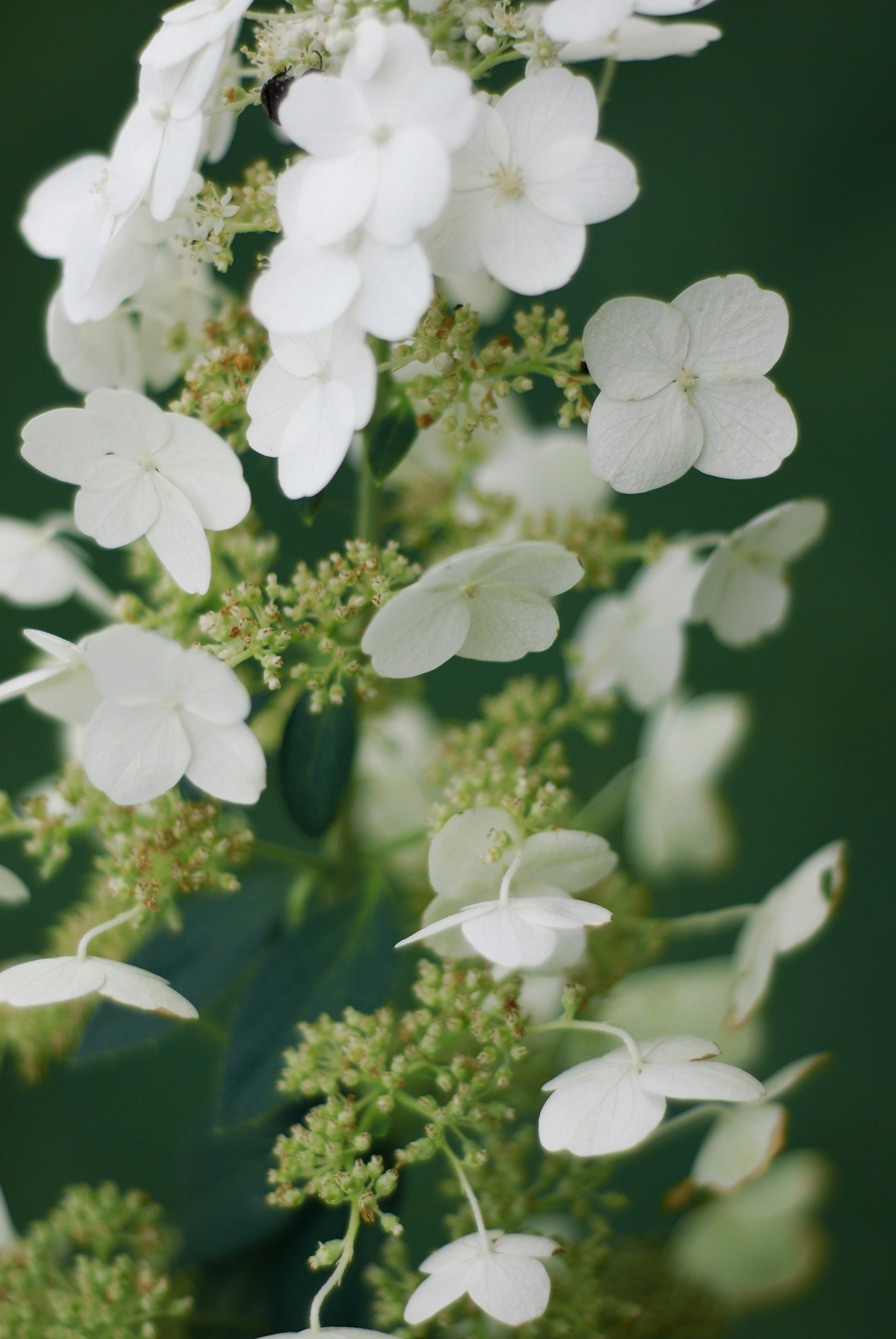 Photo by kovalskihelga