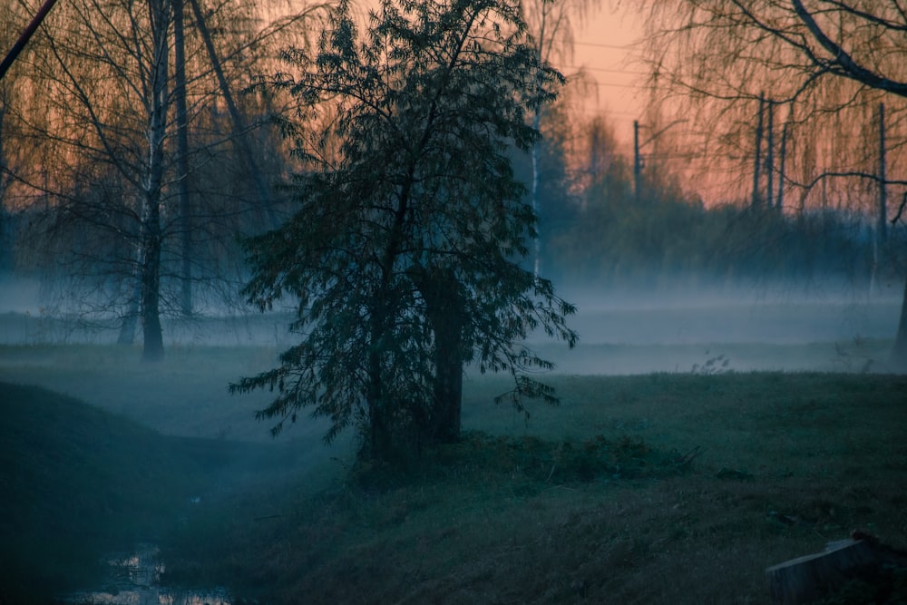 a tree in a field