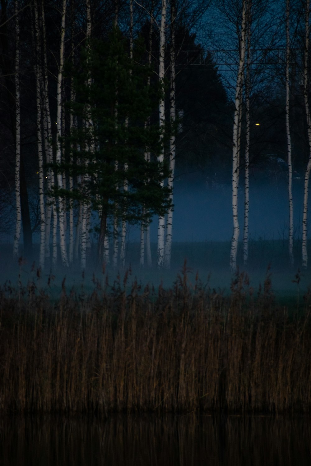 a forest of trees next to a body of water