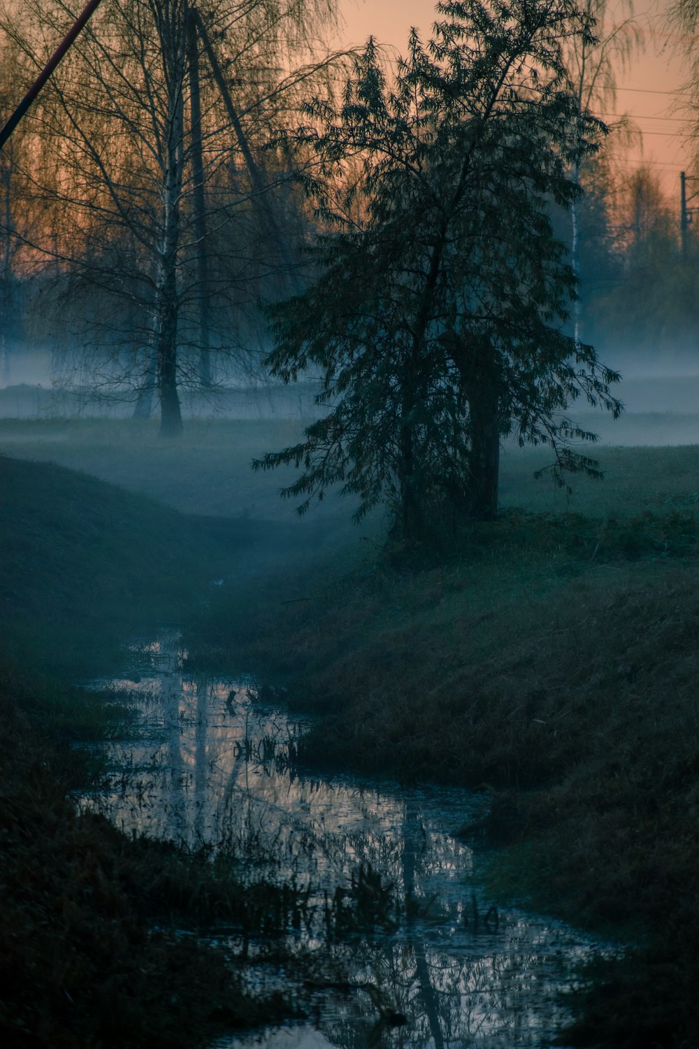 a tree in a foggy forest