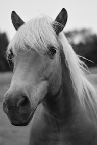 a couple of horses