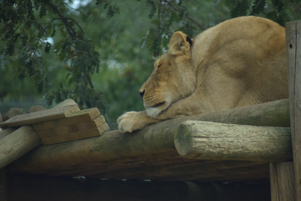 a lion lying on a wooden fence