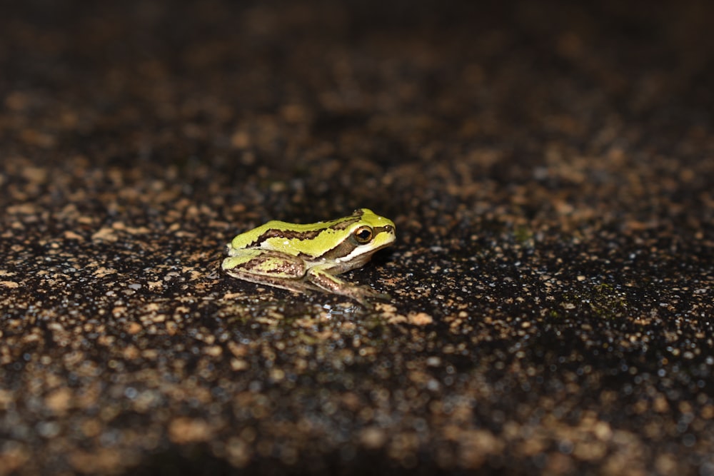 a frog on the ground