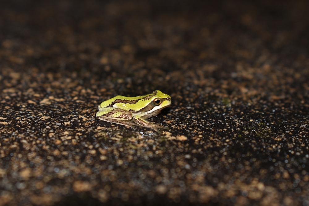 Ein Frosch auf dem Boden