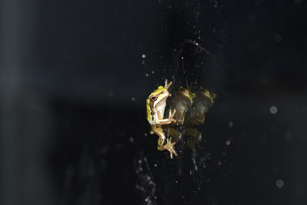 a frog on a black surface